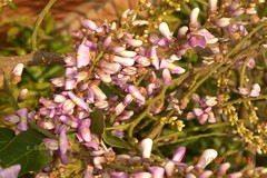Lonchocarpus minimiflorus